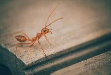 En Etkili Karınca İlacı